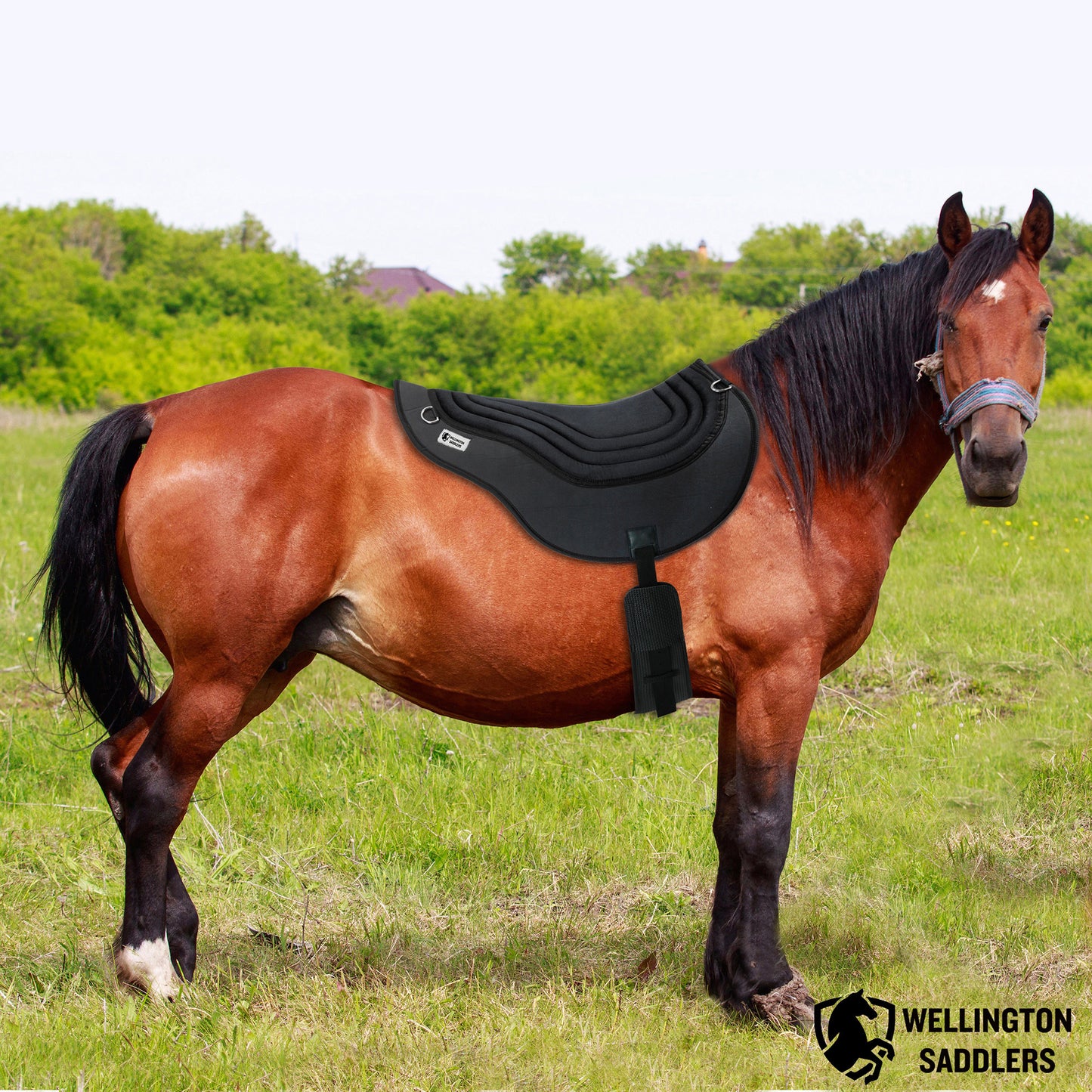 Horse Saddle Pads- Bareback Pad-Black with Girth