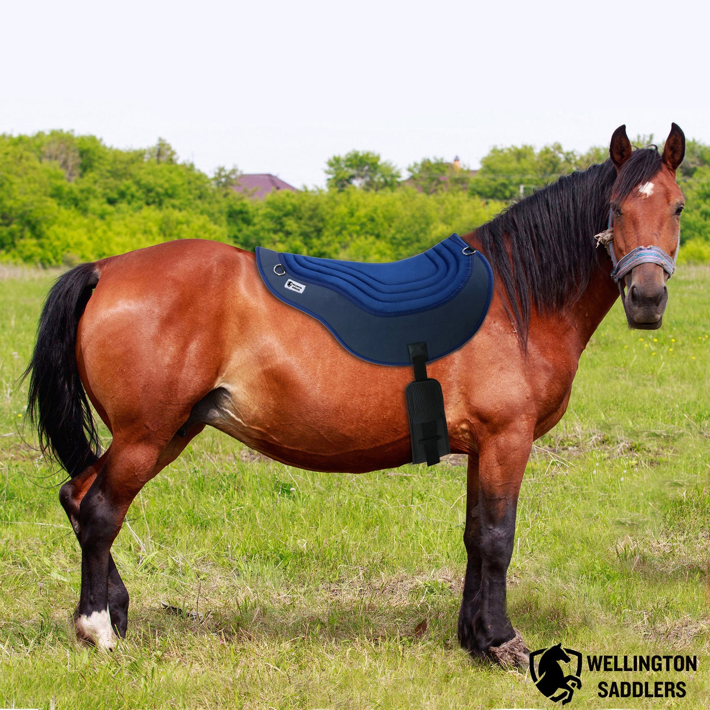 Horse Saddle Pads- Bareback Pad-Blue with Girth